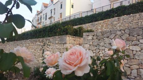 Vendemmia sulle terrazze di Locorotondo