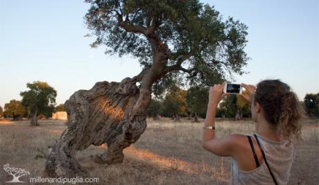 In bici tra la costa e gli ulivi secolari di Ostuni