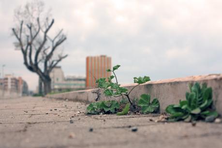 Herbarium di Giuseppe Pavone