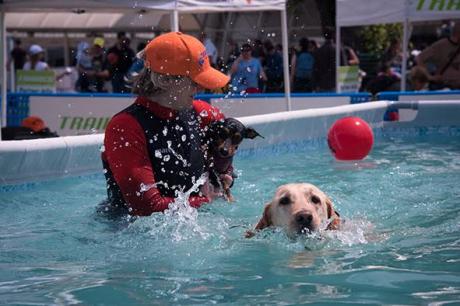 Quattro Zampe in Fiera - Evento per gli amanti degli amici pelosi