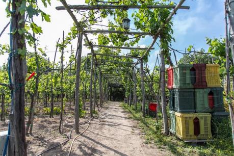 Napoli città del vino e le sue vigne
