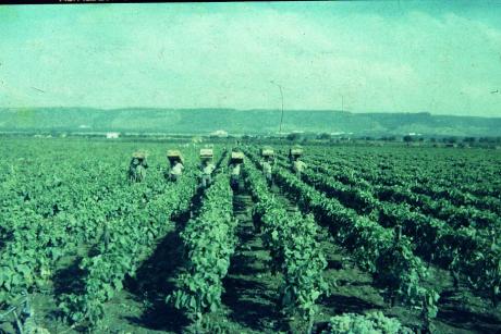 La vendemmia: tradizioni e cibo