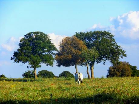 Storie di massari e pastori della Murgia Sud-est – Domenica 16 ottobre