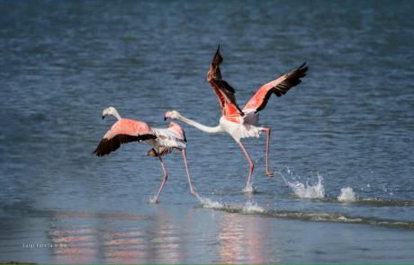 Domenica 6 novembre, Il gruppo “Scatta Taranto” visita l’Oasi ‘Palude la Vela’