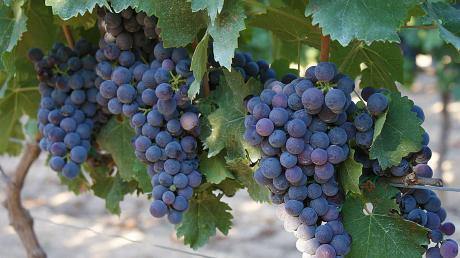 Il nero di Troia: dal mito alla scienza fra storia e racconti