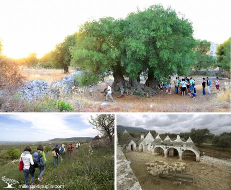 Escursione tra ulivi, trulli e carrubi secolari da Masseria Scategna