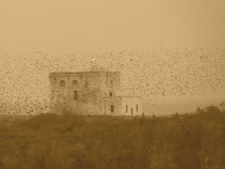 Riserva di Torre Guaceto: Escursione a piedi, visita guidata al museo, il Planetario e aperitivo con i Prodotti del Parco