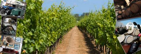 Passioni e Sapori di Puglia: visita guidata e degustazione di vino