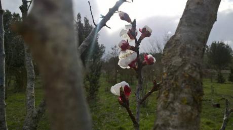 Trekking Relax Tra Ulivi e Prunus in Fiore