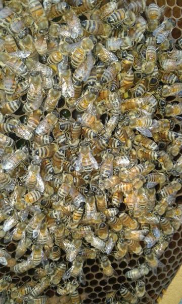 Apicoltura, dal miele alla cera d'api