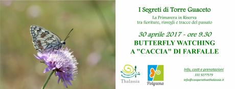 Butterfly watching, a "caccia" di Farfalle a Torre Guaceto