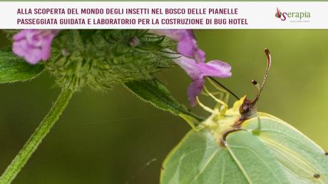 Una casa per gli insetti