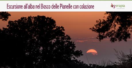 Passeggiata all'alba nel Bosco delle Pianelle