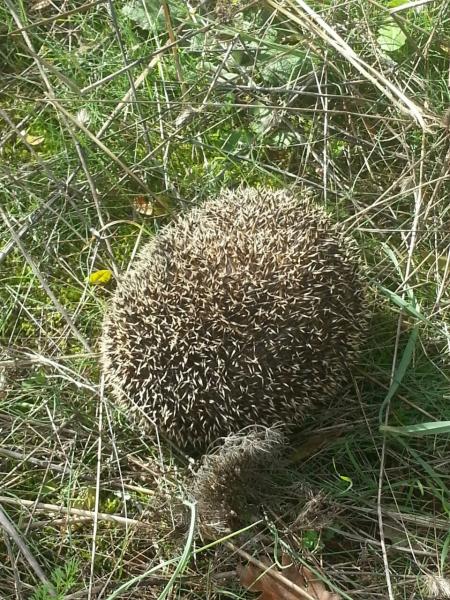 Rilascio di avifauna selvatica in OASI WWF IL RIFUGIO