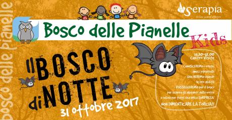 Il bosco di notte