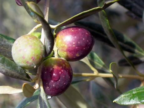 Valorizzazione e promozione dell’oliva cultivar Itrana: il convegno a Roccasecca dei Volsci (LT)