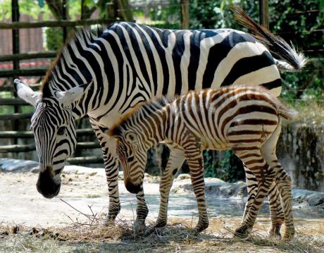 Domenica 13 maggio Festa della Mamma al Bioparco
