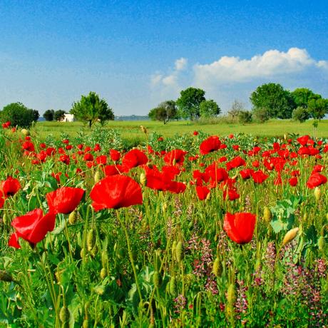 Tutti i colori della Primavera da Duca Carlo Guarini per Cantine Aperte