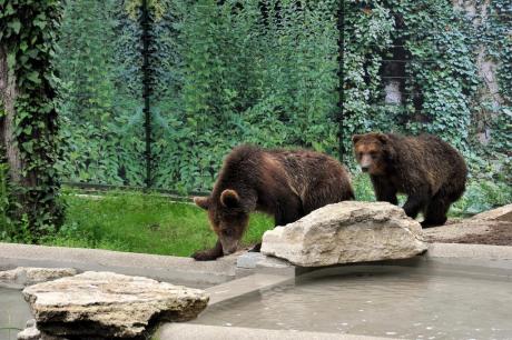 Il 9 e 10 giugno al Bioparco con i cuccioli di orso salvati in Albania