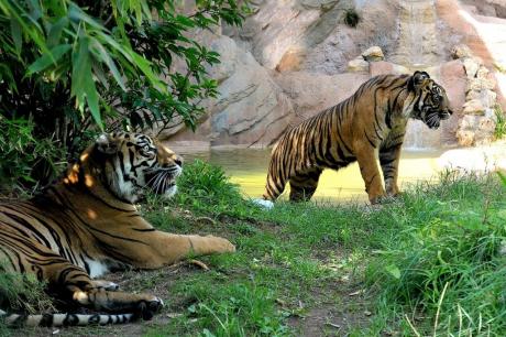 Domenica 29 luglio giornata della Tigre al Bioparco di Roma