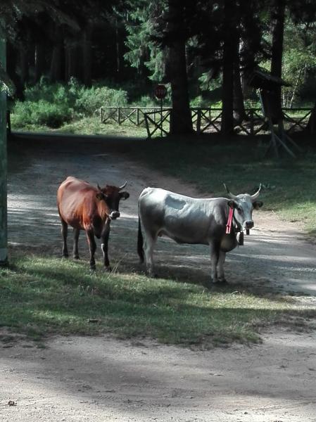 Festival dei funghi a Camigliatello