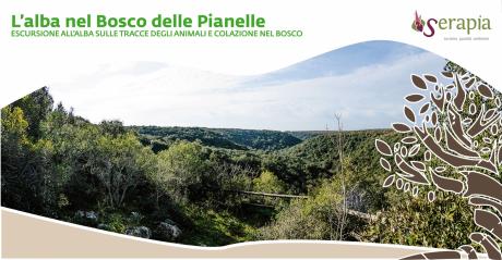 L'alba nel Bosco delle Pianelle