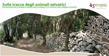 Sulle tracce degli abitanti del bosco