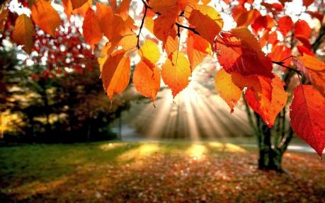 ...come gli alberi in autunno...