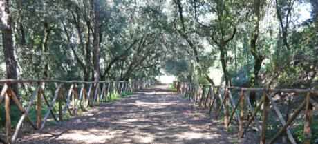 Passo dopo passo - TREKKING nel Bosco di Cerano