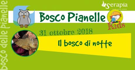 Il bosco di notte