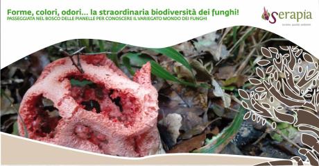Forme, colori, odori: la straordinaria biodiversità dei funghi