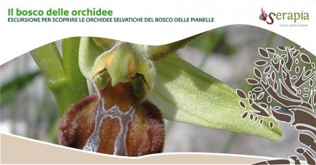Il Bosco delle Orchidee