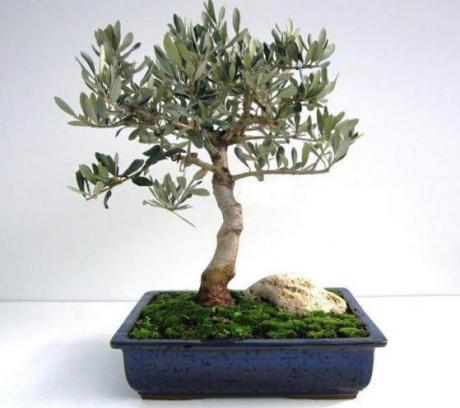 A Matera una mostra e un corso di bonsai e suiseki