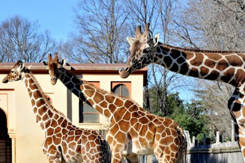 Domenica 23 giugno giornata della Giraffa al Bioparco di Roma