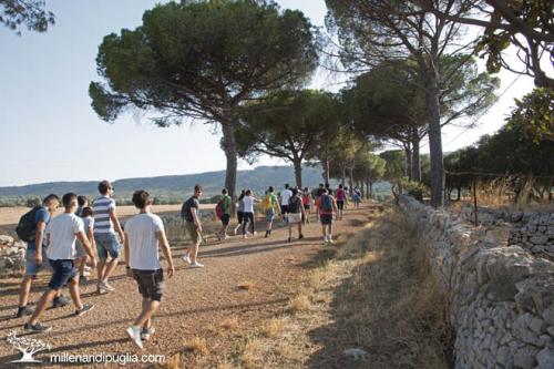 Escursione tra paesaggi bucolici e ulivi monumentali da Masseria Scategna