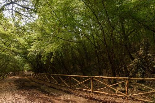 Gli antichi mestieri del bosco