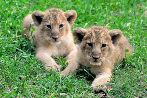 Le due leoncine del Bioparco si chiamano Aasha e Naisha
