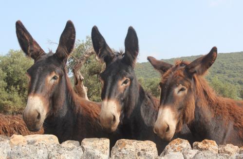 La masseria degli asini