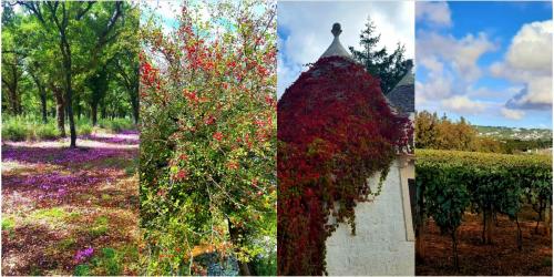 La Natura si veste d'Autunno - Trekking sulla Murgia sud-est