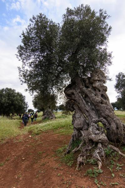 Dagli olivi al mare, nel Parco Dune Costiere