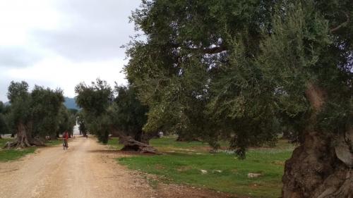 Ciclotrekking tra i verdi patriarchi di Puglia