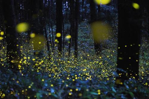 Il bosco delle lucciole