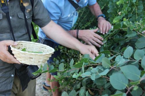 Capperi in Vigna