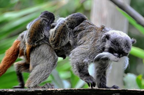 Nati al Bioparco due gemelli di tamarino imperatore