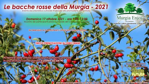 Le bacche rosse della Murgia 2021
