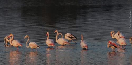 I fenicotteri della salina