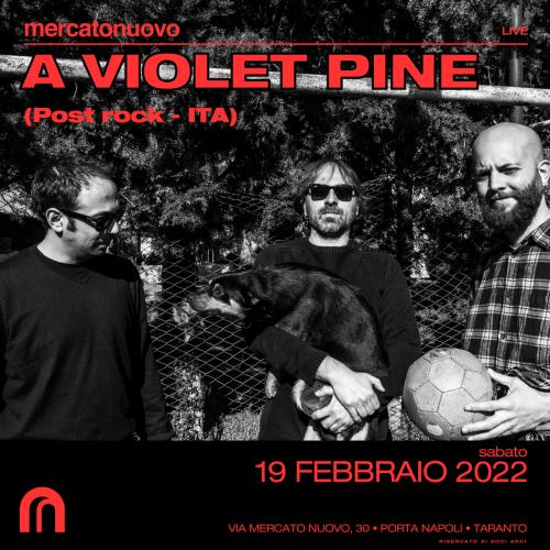 A Violet Pine in Concerto