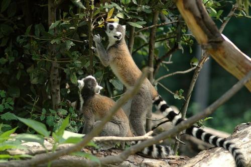 Carnevale al Bioparco