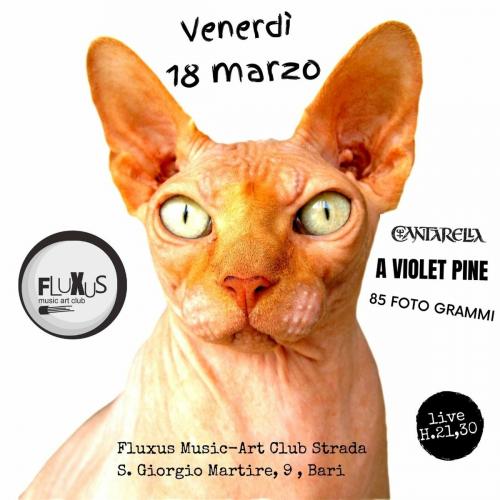 Cantarella/A Violet Pine/85 Fotogrammi Live at FLUXUS CLUB