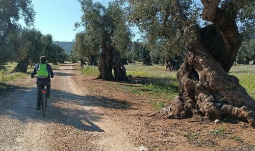 Ciclotrekking tra i verdi patriarchi di Puglia